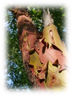 Urban Forestry