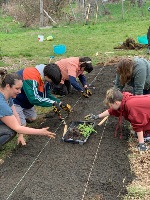 Nanaimo Foodshare participants planting a row of vegetables